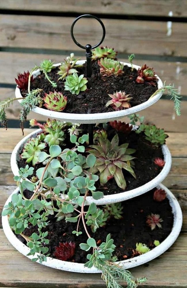 Tiered Ceramic Succulent Display