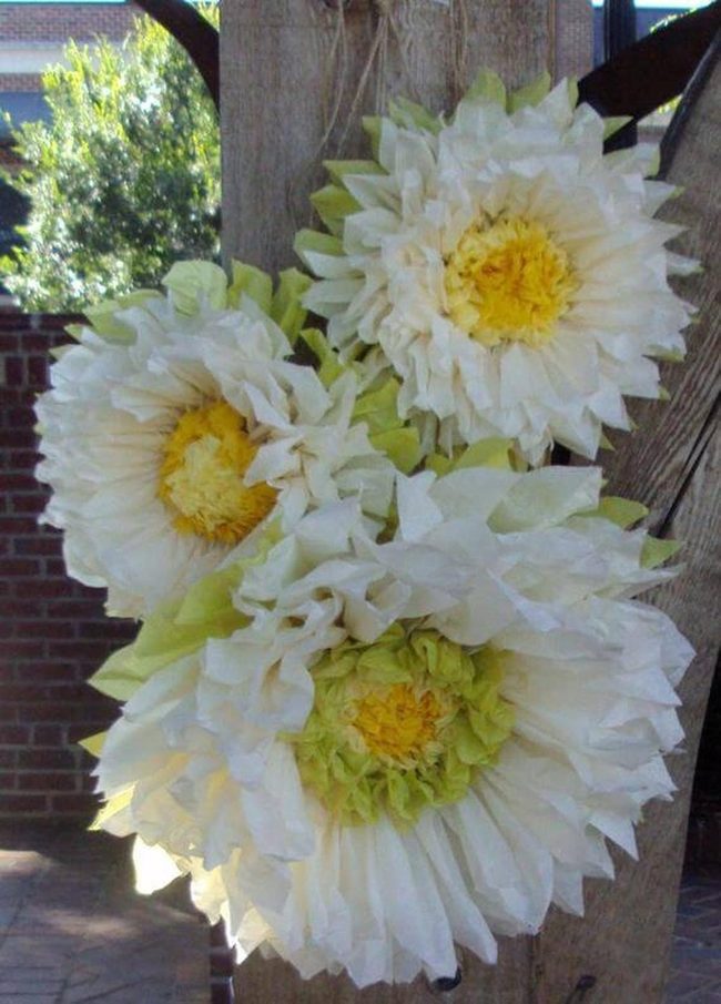 White Petals Yellow Centers Garden