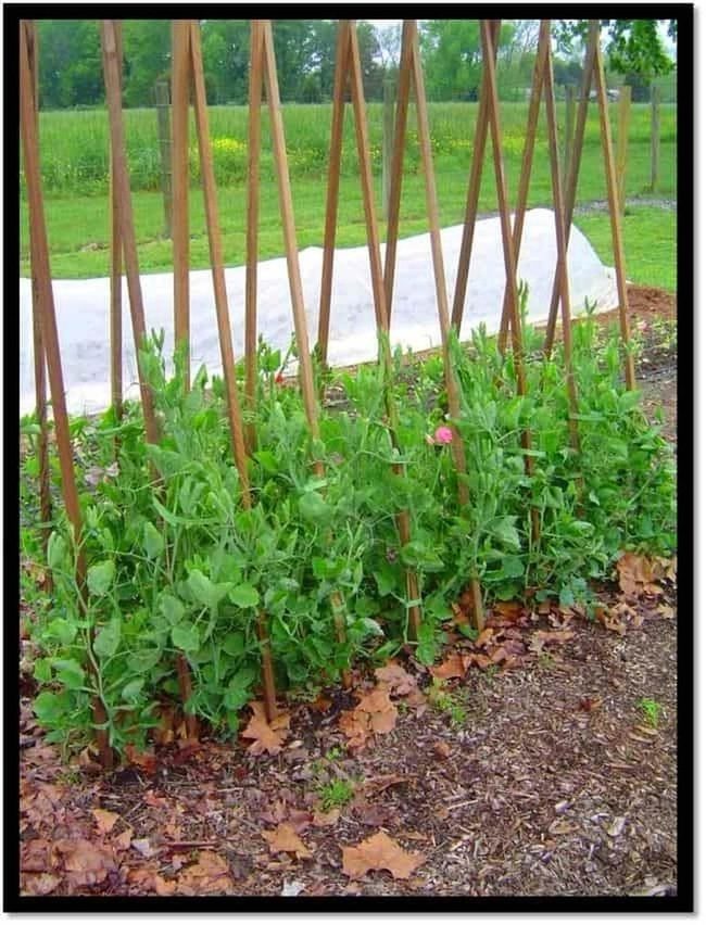 Wooden Climbing Vines Frame