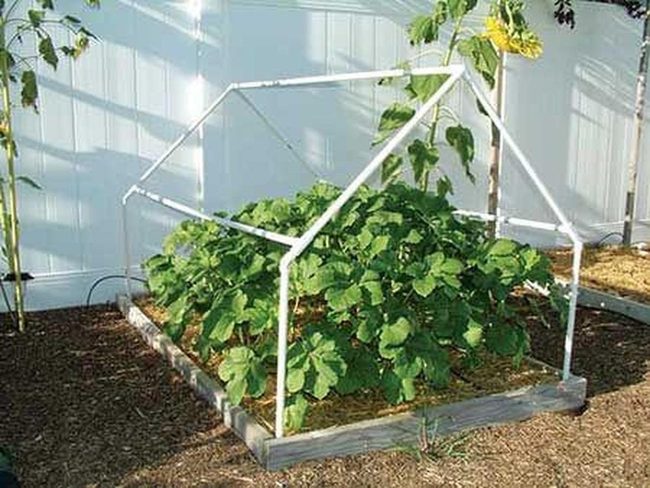 Clear Plastic Plant Shelter