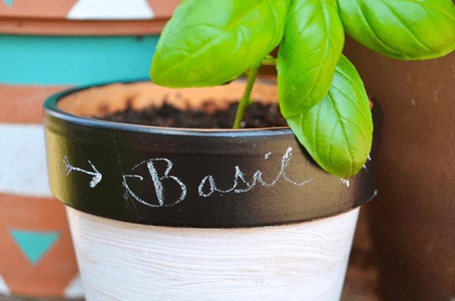 Fresh Basil Green Labels