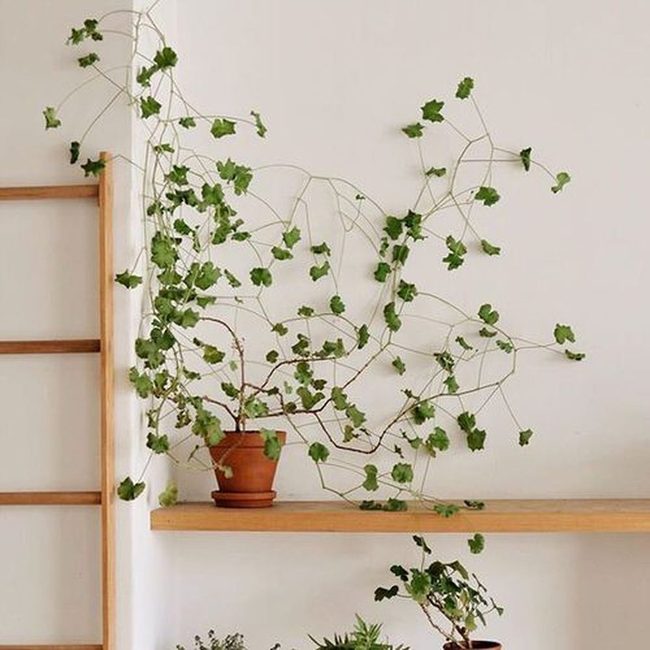 Living Vines On Metal Hooks