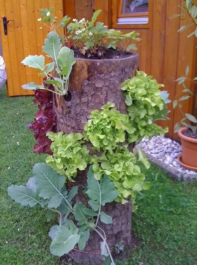 Stumps To Salad Gardens