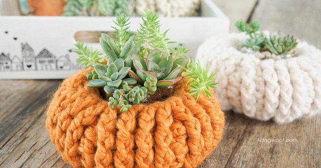 Knitted Pots Green Succulents
