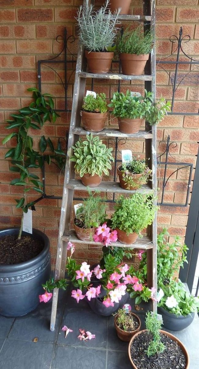 Cascading Herbs On Wooden Ladder
