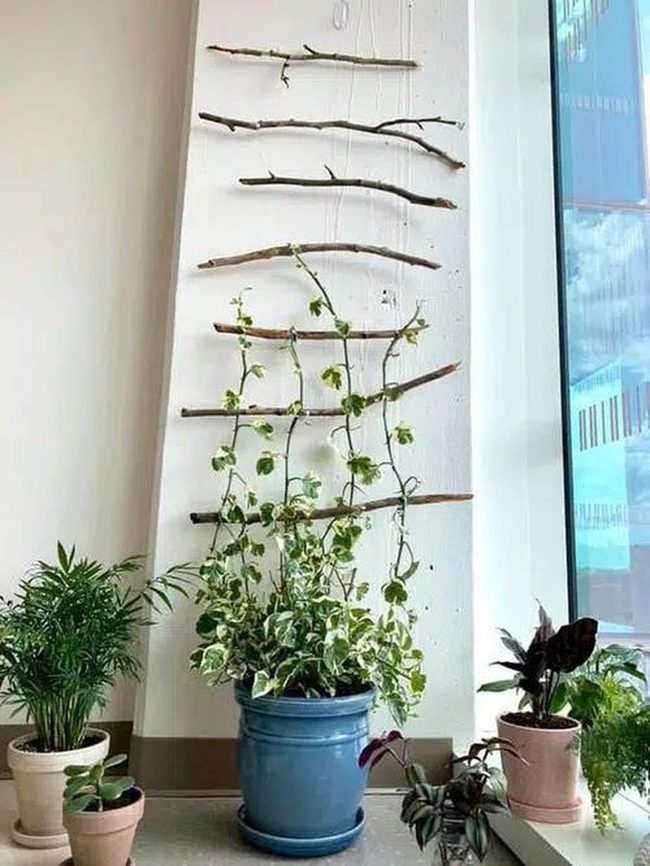 Variegated Pothos On Natural Twig