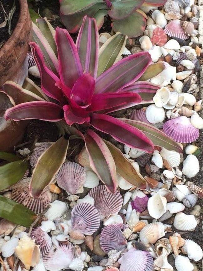 Seashells And Greenery Together