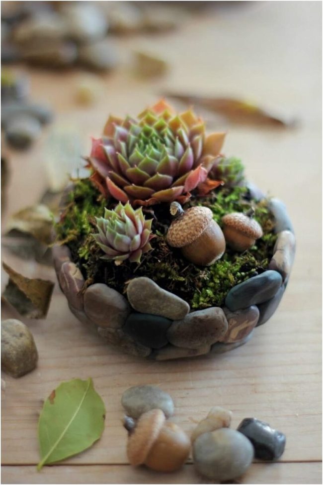 Stone Succulents In Your Palm