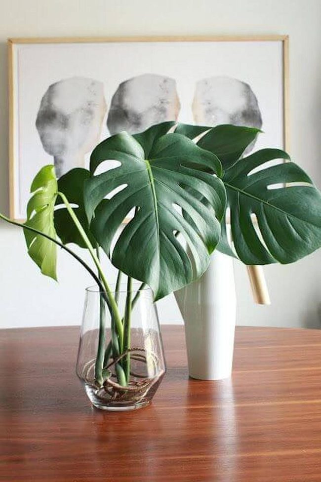 Flowing Water, Living Plants, Sharper Focus