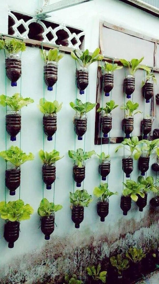 Glass Bottles Growing Fresh Herbs