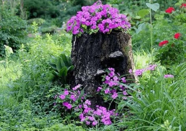 Hollowed Stumps Blooming With Flowers