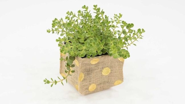 Green Foliage In Yellow-Accented Burlap