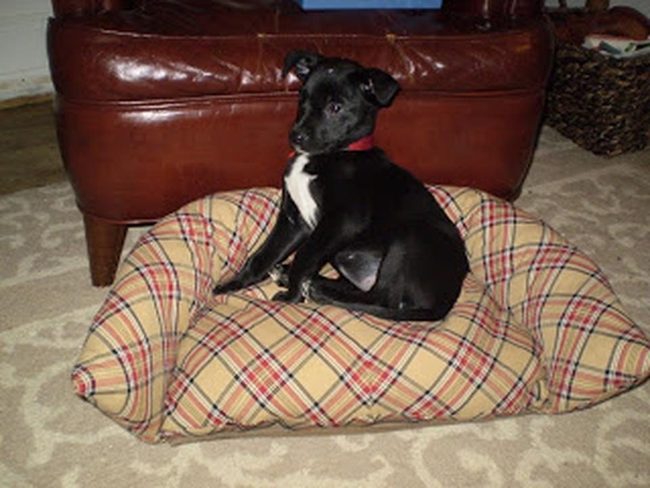 Plaid Pet Bed Sanctuary