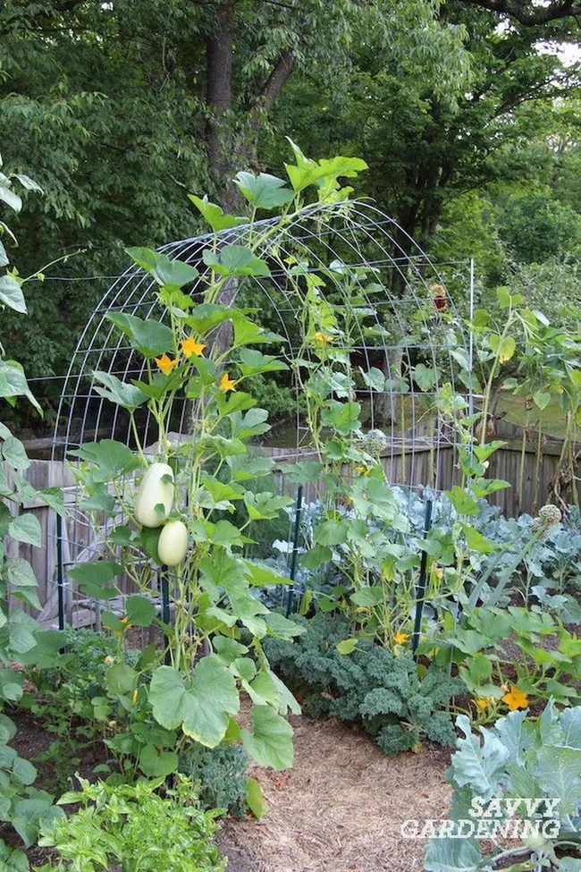 Curved Wooden Arch With Climbing Vines