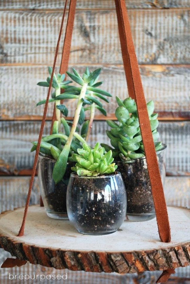 Green Glass Terrariums On Wood