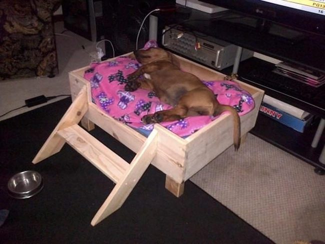 Senior Dog Beds With Built-In Steps