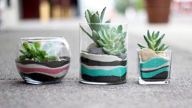 Transparent Glass Succulents With Layered Sand