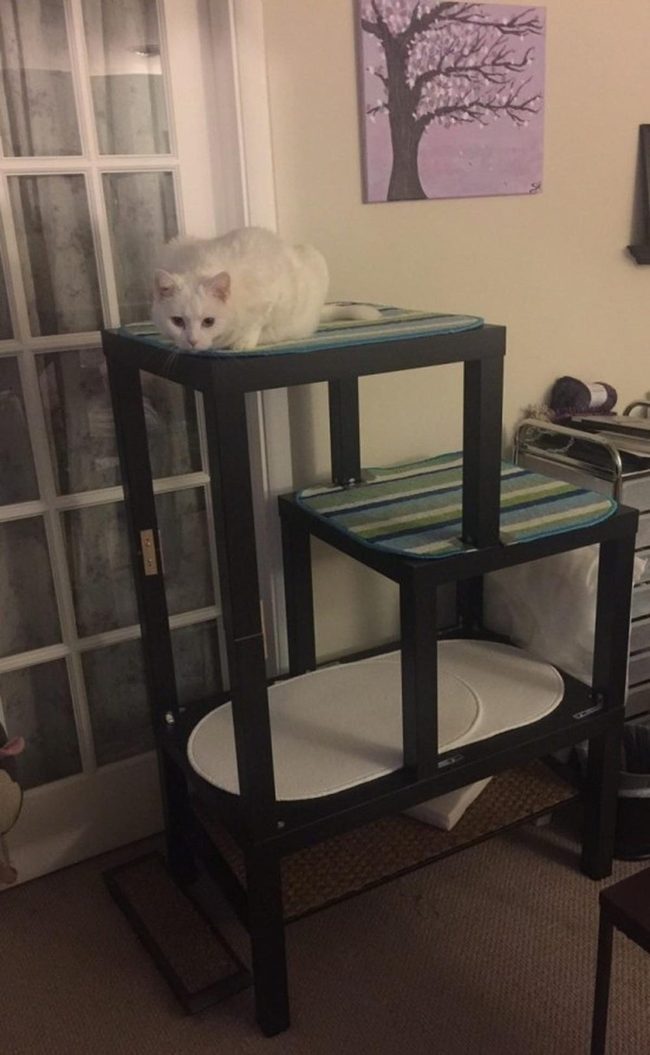 Black Cat Trees By Glass Doors