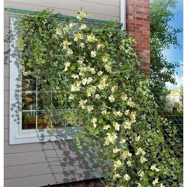 Blooming Vines Transform Bare Walls