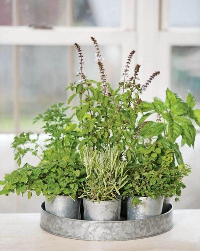 Fresh Herbs In Shiny Tin Cans