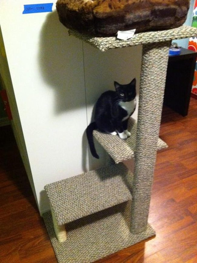 Carpeted Climb Palace For Cats