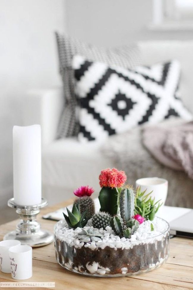 Stacked Rainbow Cactus Desk Plants