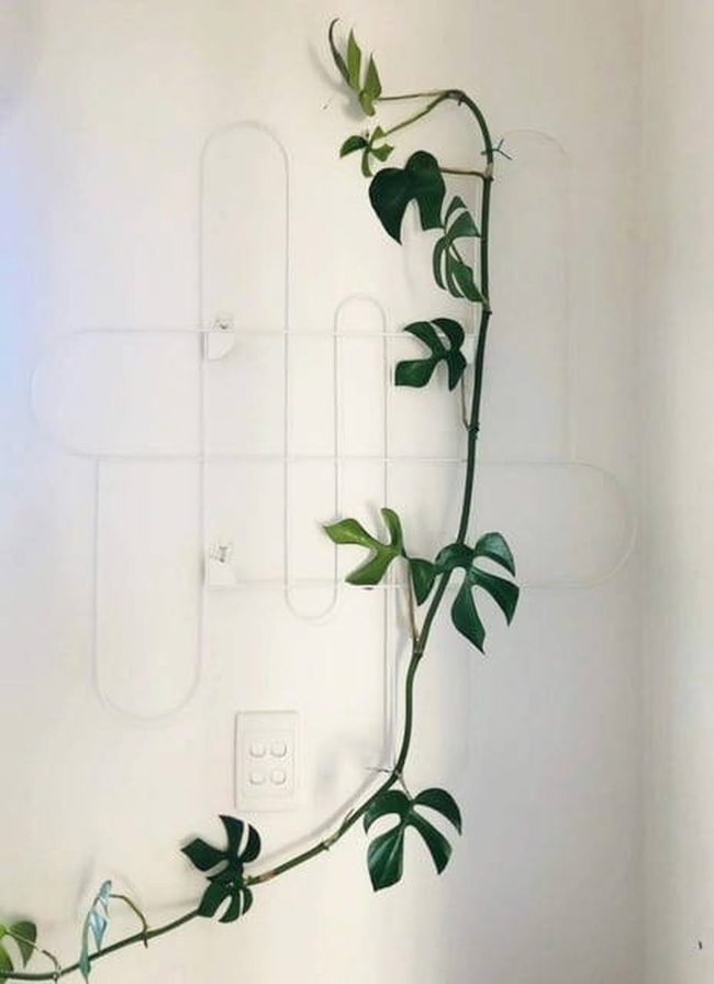 Climbing Plants Wall Grid