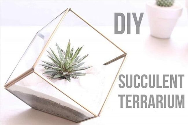 Miniature Glass Gardens With Living Succulents