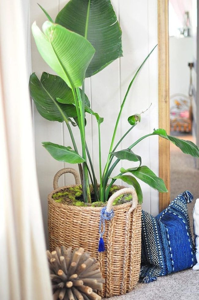 Green Moss Woven Baskets