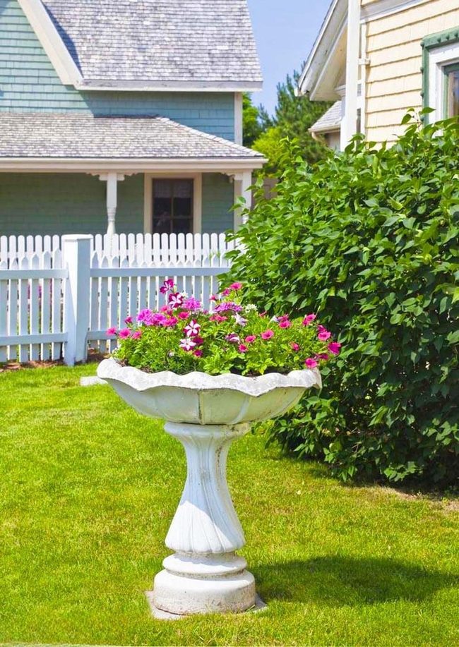 Pink Petunias On White Pedestal