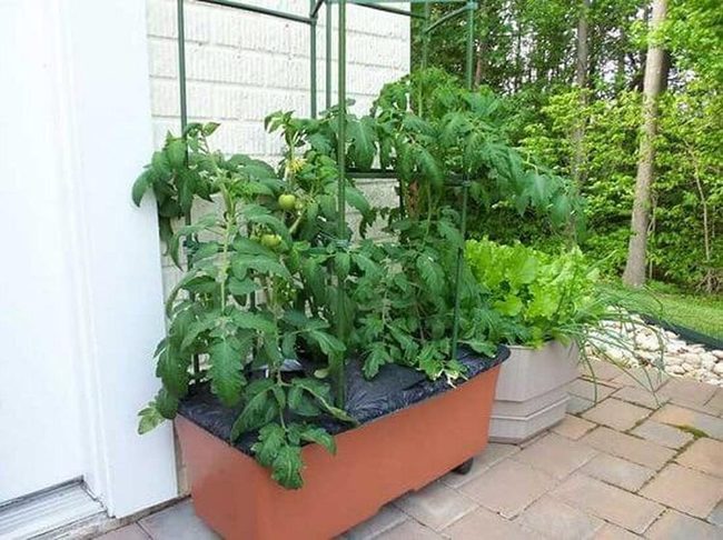 Tall Metal Tomato Support