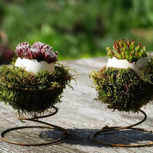 Succulents In Cracked Eggshells