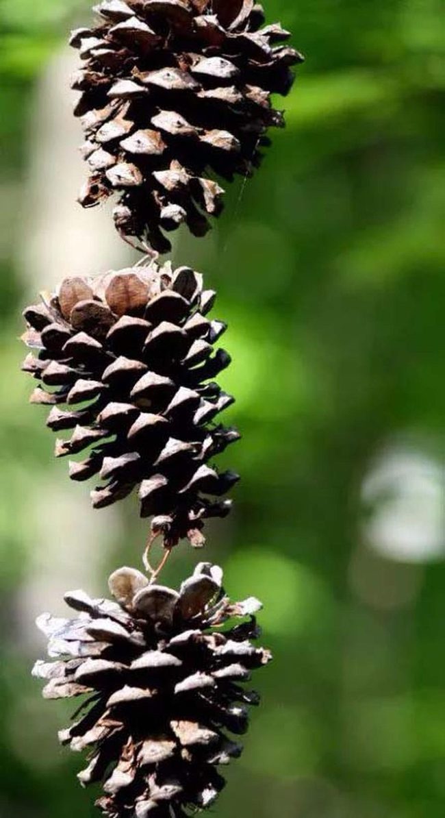 Pinecone Rain Chain Metal Links
