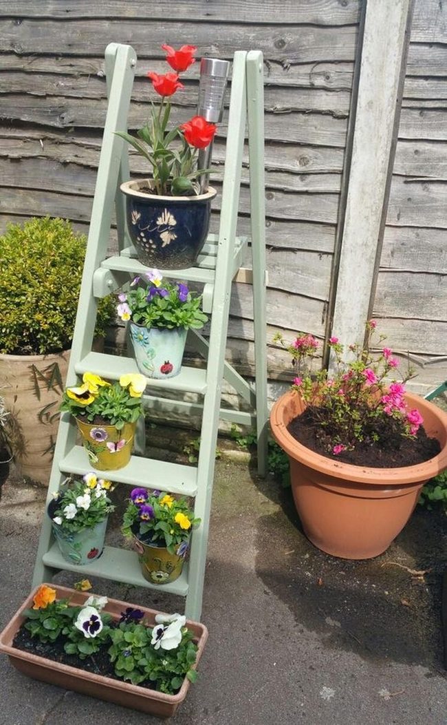 Red Blooms Climbing The Blue Ladder