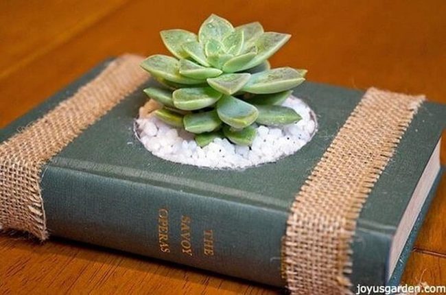 Green Leaves Sprouting From Pages