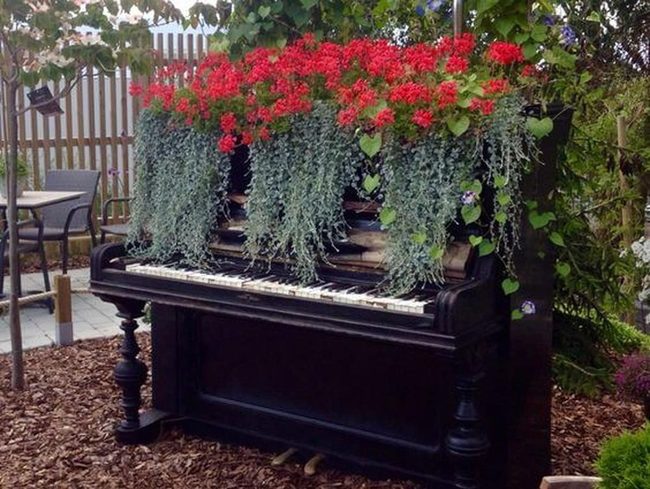 Red Geraniums Bloom Through Forgotten Piano