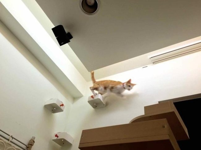 Light Wood Cat Climbing Spaces