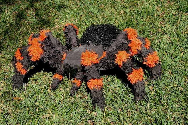 Black Orange Spiders Shimmer Grass