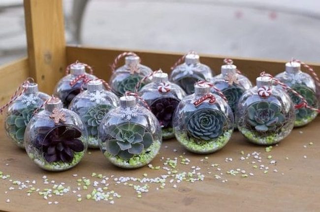 Tiny Succulents In Glass Spheres