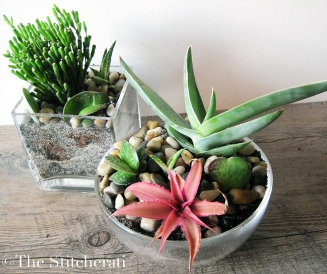 Green Succulents In Clear Glass