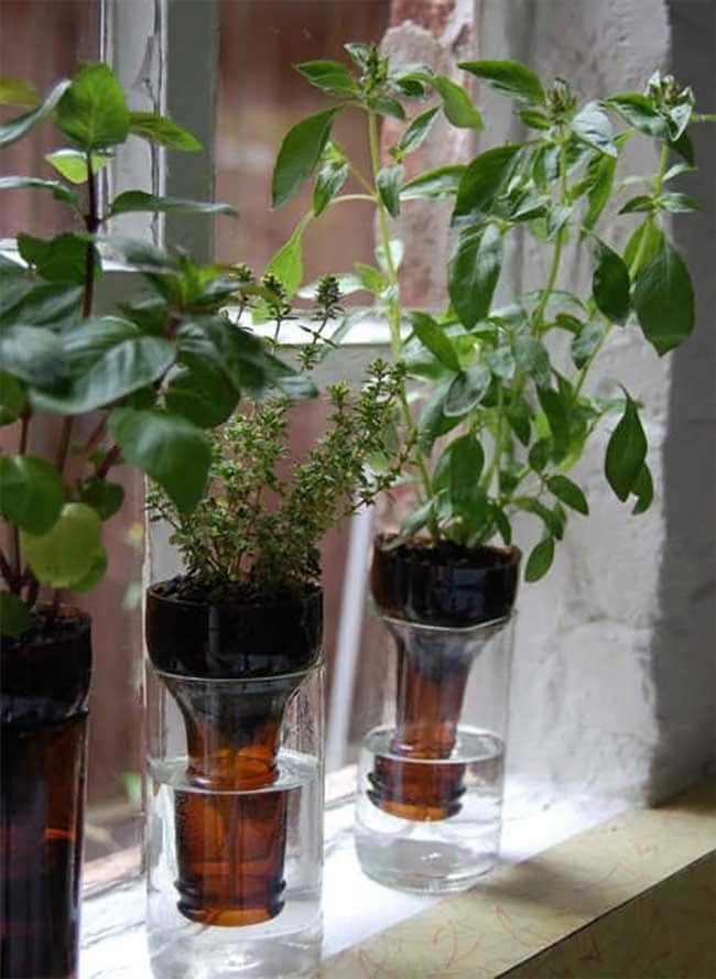 Inverted Glass Bottle Herb Waterers