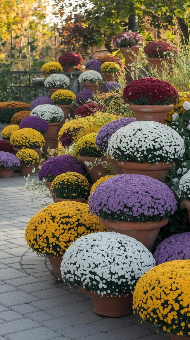 Burgundy Mums Purple Pansies Autumn