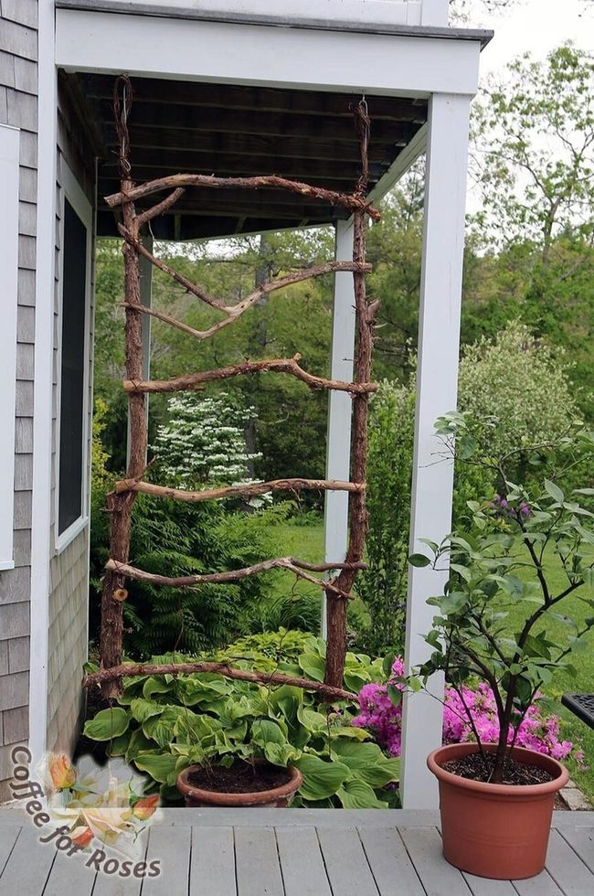 Raw Wood Branch Trellis