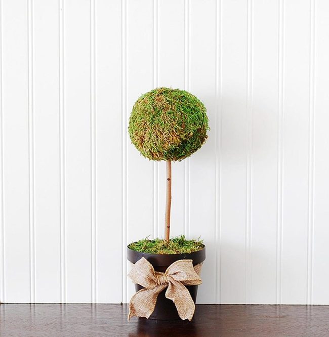Rounded Green Topiaries Black Pots