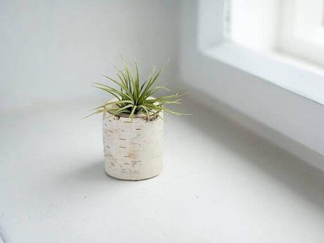Birch Log Cylinder Natural Planter