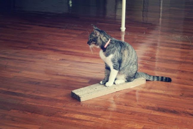 Pink Collar Cat Wooden Room