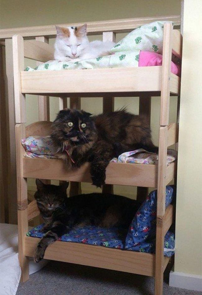 Wooden Cat Bunk Tower Colorful