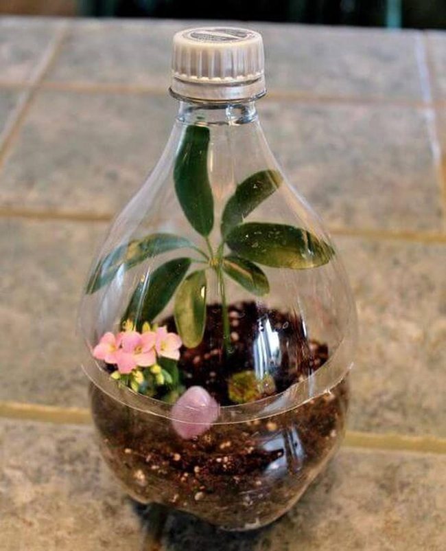 Sealed Glass Bottle Ecosystem