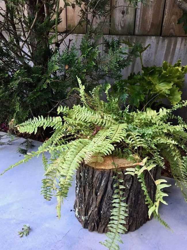 Emerald Ferns Overflow Tree Stumps