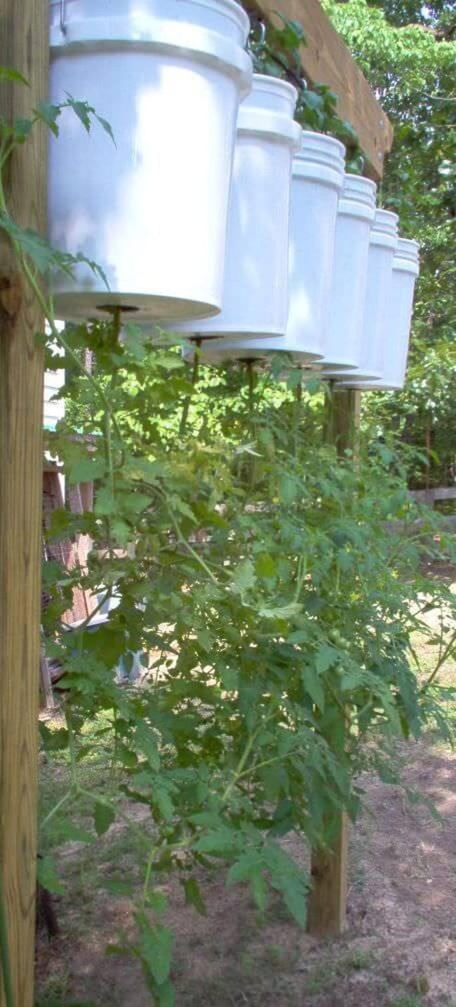 White Bucket Vertical Tomato Tower